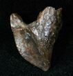 Partially Rooted Triceratops Tooth - #12535-2